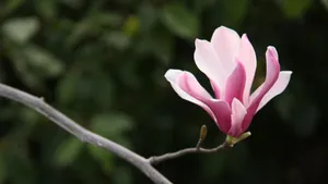 粉色玉兰花图片大全_7