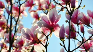 粉色玉兰花图片大全_8
