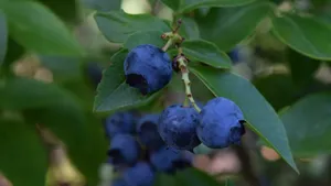 酸甜的蓝莓图片_7