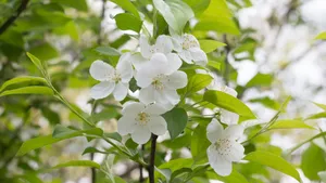 欧洲甜樱桃花图片