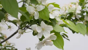 欧洲甜樱桃花图片_2