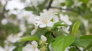 欧洲甜樱桃花图片_4