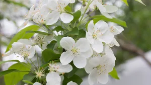 欧洲甜樱桃花图片_5