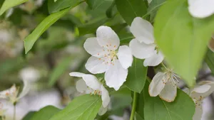 欧洲甜樱桃花图片_7