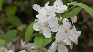 欧洲甜樱桃花图片_8