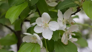 欧洲甜樱桃花图片_10