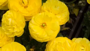 黄色的花毛茛图片大全_2
