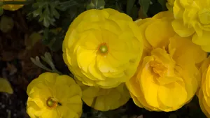 黄色的花毛茛图片大全_3