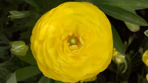 黄色的花毛茛图片大全_4