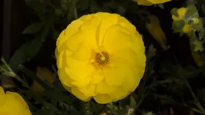 黄色的花毛茛图片大全_5