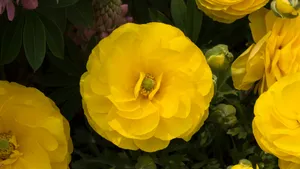黄色的花毛茛图片大全_6