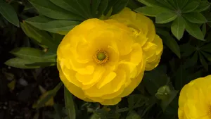 黄色的花毛茛图片大全_7