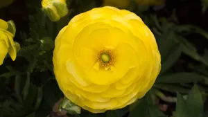 黄色的花毛茛图片大全_8