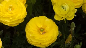 黄色的花毛茛图片大全_9