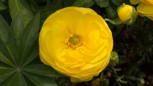 黄色的花毛茛图片大全_10