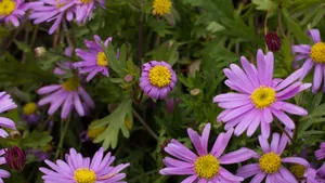 紫色翠菊花图片_5