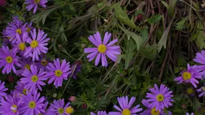 紫色翠菊花图片_7