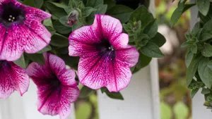 碧冬茄花图片_4