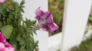 碧冬茄花图片_8