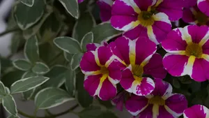 矮牵牛图片_4