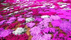 唯美高清花海图片大全_2