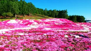 唯美高清花海图片大全_4