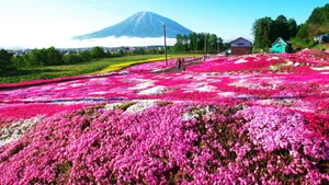 唯美高清花海图片大全_5