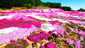 唯美高清花海图片大全_7