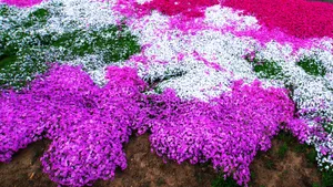 唯美高清花海图片大全_8