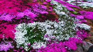 唯美高清花海图片大全_9