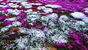 唯美高清花海图片大全_10