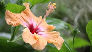 木槿花图片大全大图