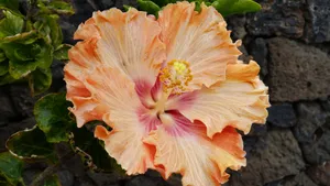 木槿花图片大全大图_6