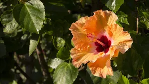 木槿花图片大全大图_8