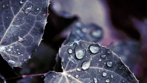植物叶子上的露珠图片_2