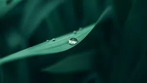 植物叶子上的露珠图片_4