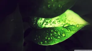 植物叶子上的露珠图片_5