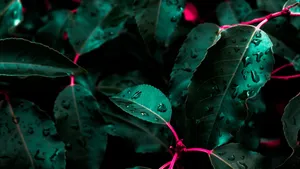 植物叶子上的露珠图片_6