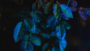 植物叶子上的露珠图片_9