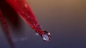 植物叶子上的露珠图片_10