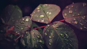 植物叶子上的露珠图片_12