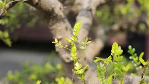 胡椒木盆景图片_2