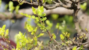 胡椒木盆景图片_3