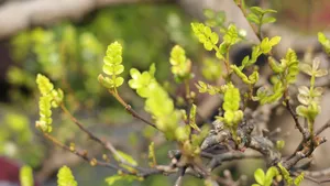 胡椒木盆景图片_6