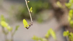 胡椒木盆景图片_7