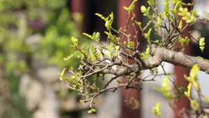 胡椒木盆景图片_9