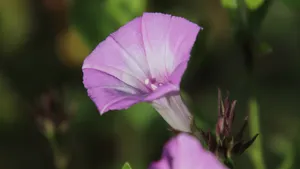 牵牛花图片大全大图_2