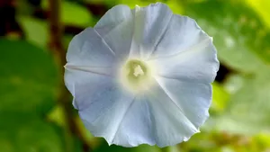 牵牛花图片大全大图_3