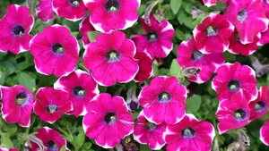 牵牛花图片大全大图_5
