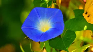 牵牛花图片大全大图_6